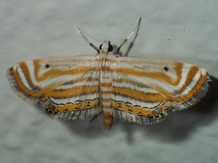 Parapoynx villidalis