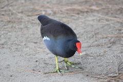 Gallinula galeata cachinnans