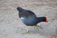 Gallinula galeata cachinnans