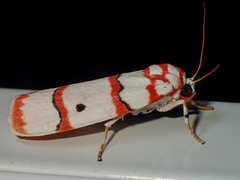 Cyana pseudojavanica