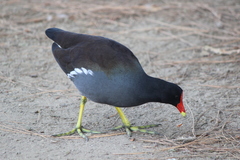Gallinula galeata cachinnans