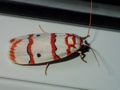 Cyana pseudojavanica