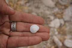 Sonorelix borregoensis