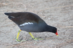 Gallinula galeata cachinnans
