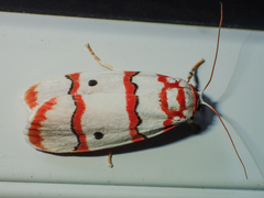 Cyana pseudojavanica