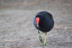 Gallinula galeata cachinnans
