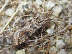 Nomophila distinctalis