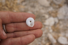 Sonorelix borregoensis