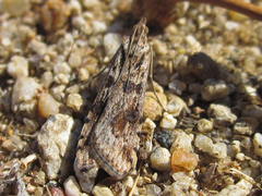 Nomophila distinctalis