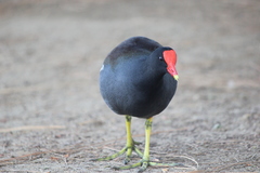 Gallinula galeata cachinnans