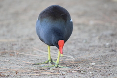 Gallinula galeata cachinnans