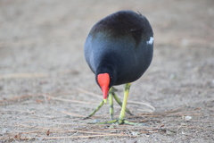 Gallinula galeata cachinnans