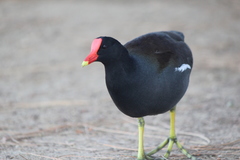 Gallinula galeata cachinnans