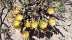 Pterocactus tuberosus