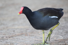 Gallinula galeata cachinnans