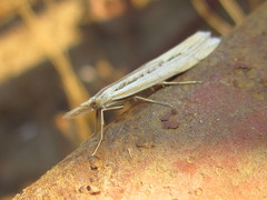 Crambidae