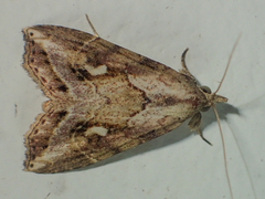 Chorsia