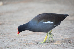 Gallinula galeata cachinnans