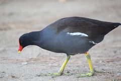 Gallinula galeata cachinnans