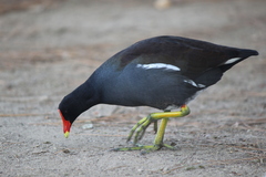 Gallinula galeata cachinnans