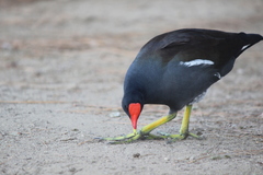 Gallinula galeata cachinnans
