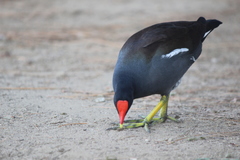 Gallinula galeata cachinnans