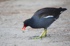 Gallinula galeata cachinnans