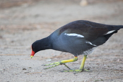 Gallinula galeata cachinnans