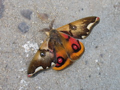 Polythysana cinerascens