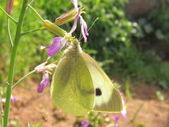 Pieris brassicae