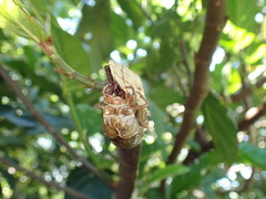 Cryptotympana atrata