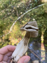 Helvella maculata