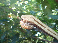 Cryptotympana atrata