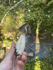 Helvella maculata