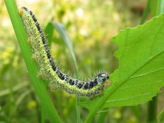 Pieris brassicae