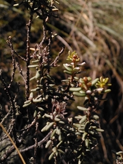 Olearia cymbifolia