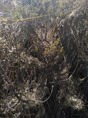 Olearia cymbifolia
