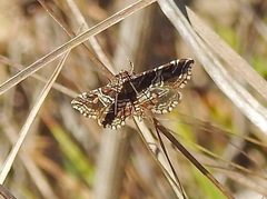 Contiger vittatalis
