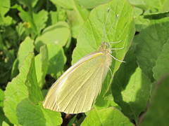Pieris brassicae