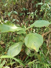 Palicourea padifolia
