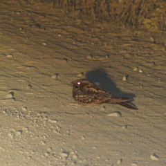 Caprimulgus ruficollis