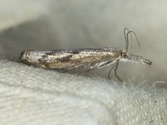 Agriphila biothanatalis