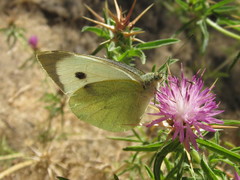 Pieris brassicae