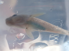 Rhinogobius