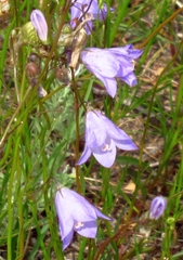 Campanula petiolata