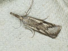 Agriphila biothanatalis