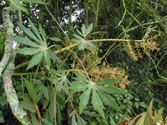 Oreopanax