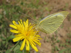 Pieris brassicae
