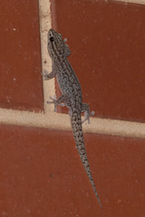 Gehyra versicolor