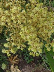 Oreopanax